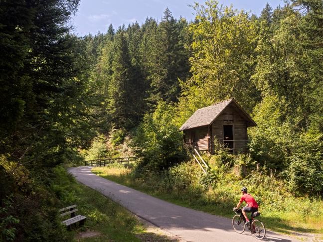 Fahrradfahrer auf einem Waldweg