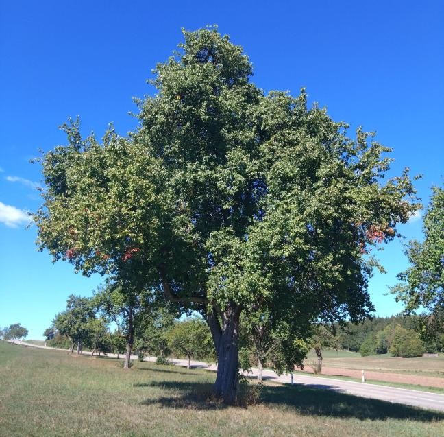 Ein großer Birnenbaum auf einer Wiese entlang einer Straße der wild wächst. 